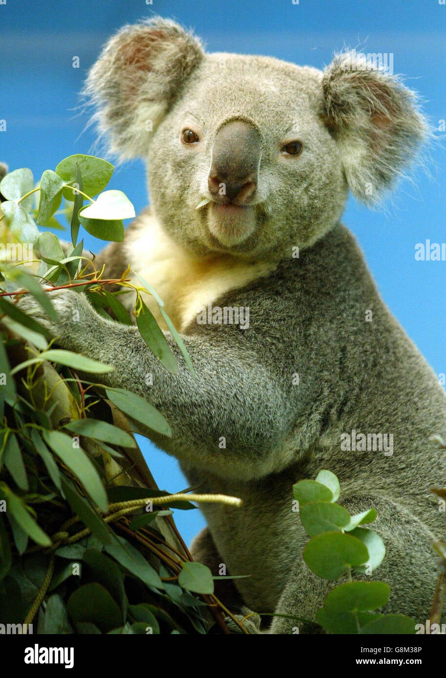 Jannali, ein 4-jähriger Koala, wird enthüllt, bevor er der Öffentlichkeit vorgestellt wird und damit die Rückkehr der Art nach Großbritannien zum ersten Mal seit mehr als einem Jahrzehnt ankündigt. Stockfoto
