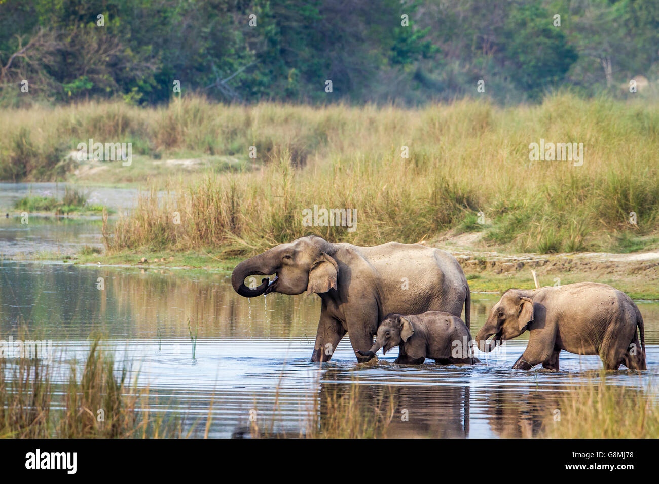 Asiatischer Elefant in Bardia Nationalpark, Nepal; Specie Elephas Maximus Familie Elephantidae Stockfoto