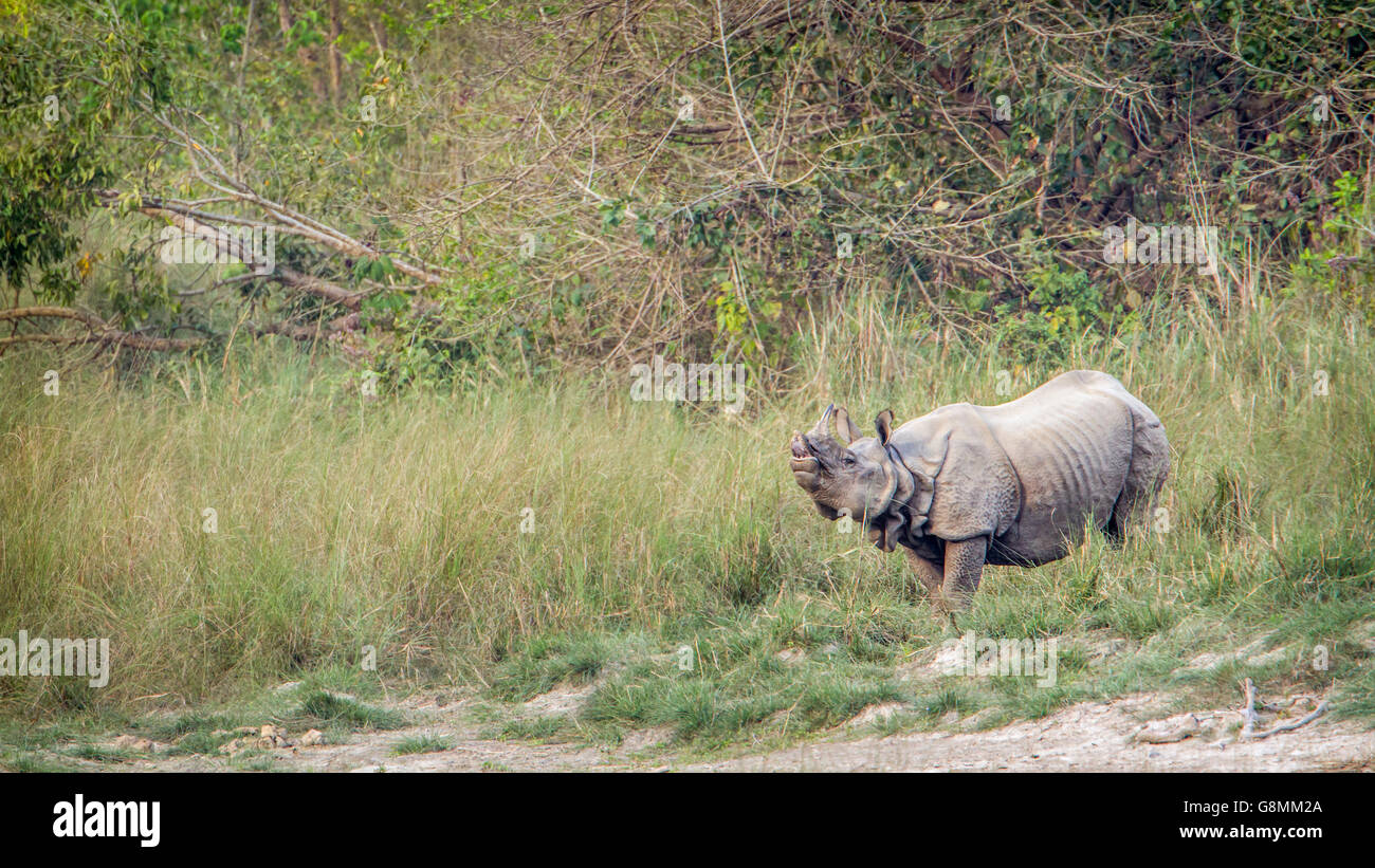 Mehr einem gehörnten Nashorn in Bardia Nationalpark, Nepal; Specie Rhinoceros Unicornis Familie der Überfamilie Stockfoto