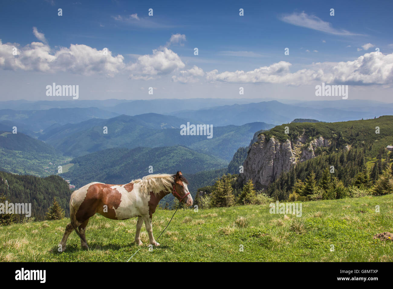 Braune und weiße Pferd an der Spitze des Ceahlau-Gebirges, Rumänien Stockfoto