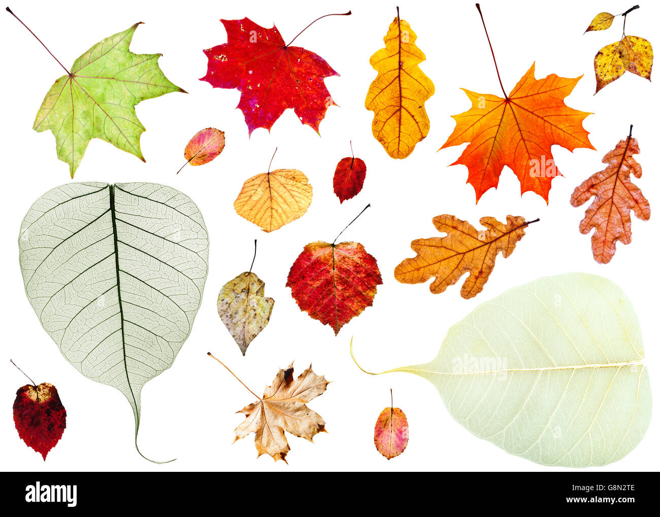 Satz von getrocknetem Herbstlaub isoliert auf weißem Hintergrund Stockfoto