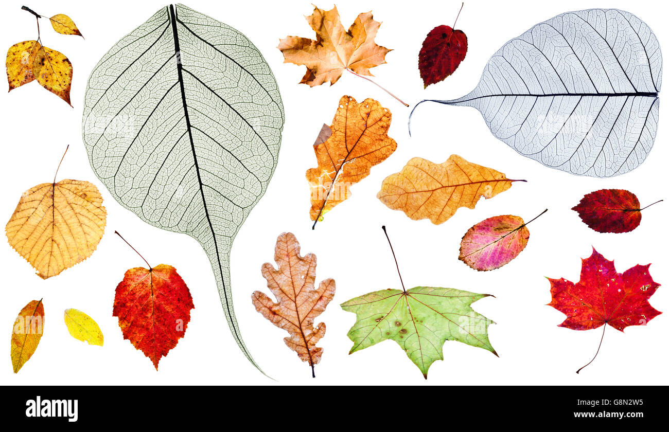 Reihe von verschiedenen Herbstlaub isoliert auf weißem Hintergrund Stockfoto