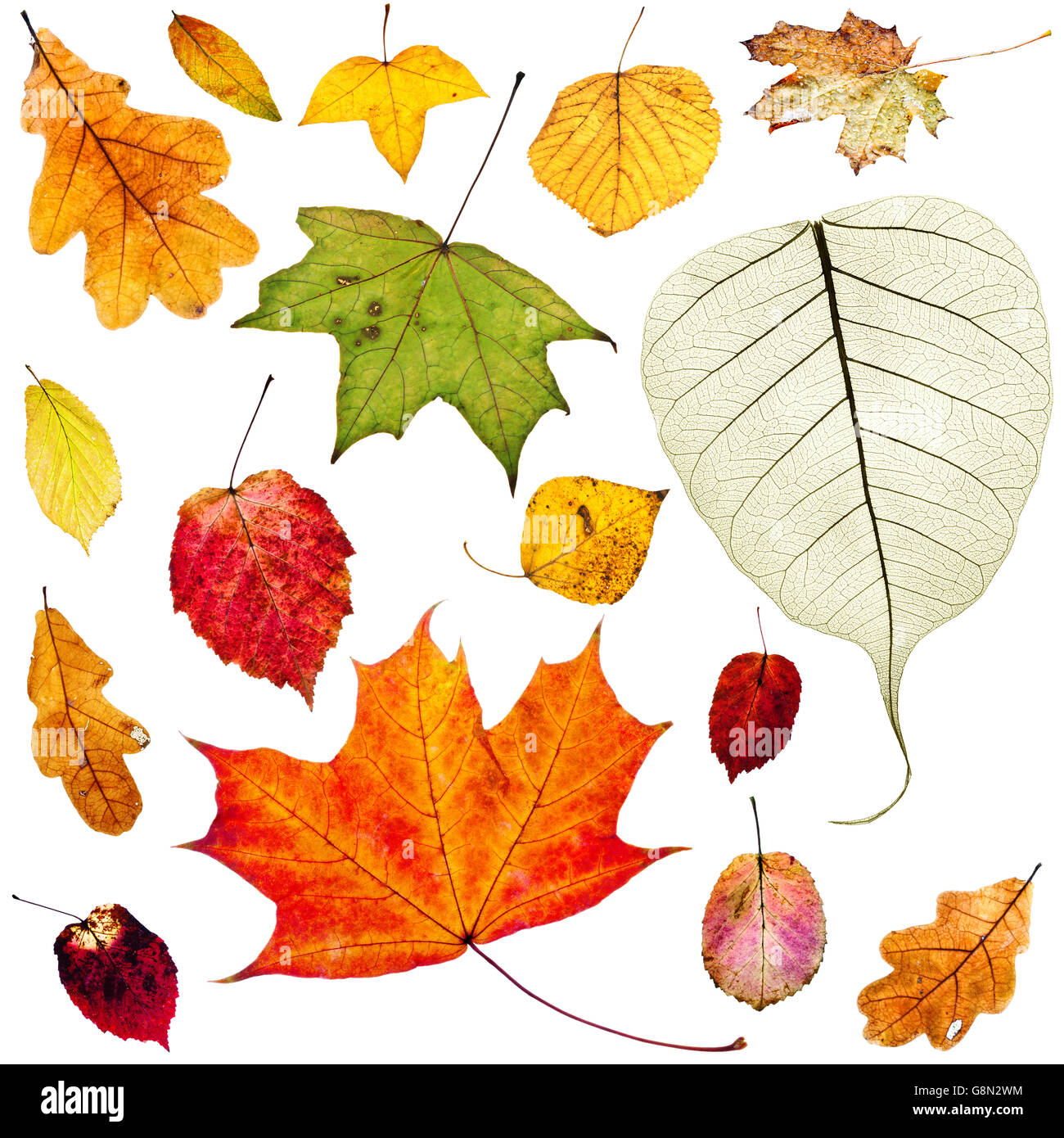Reihe von bunten Herbstlaub isoliert auf weißem Hintergrund Stockfoto