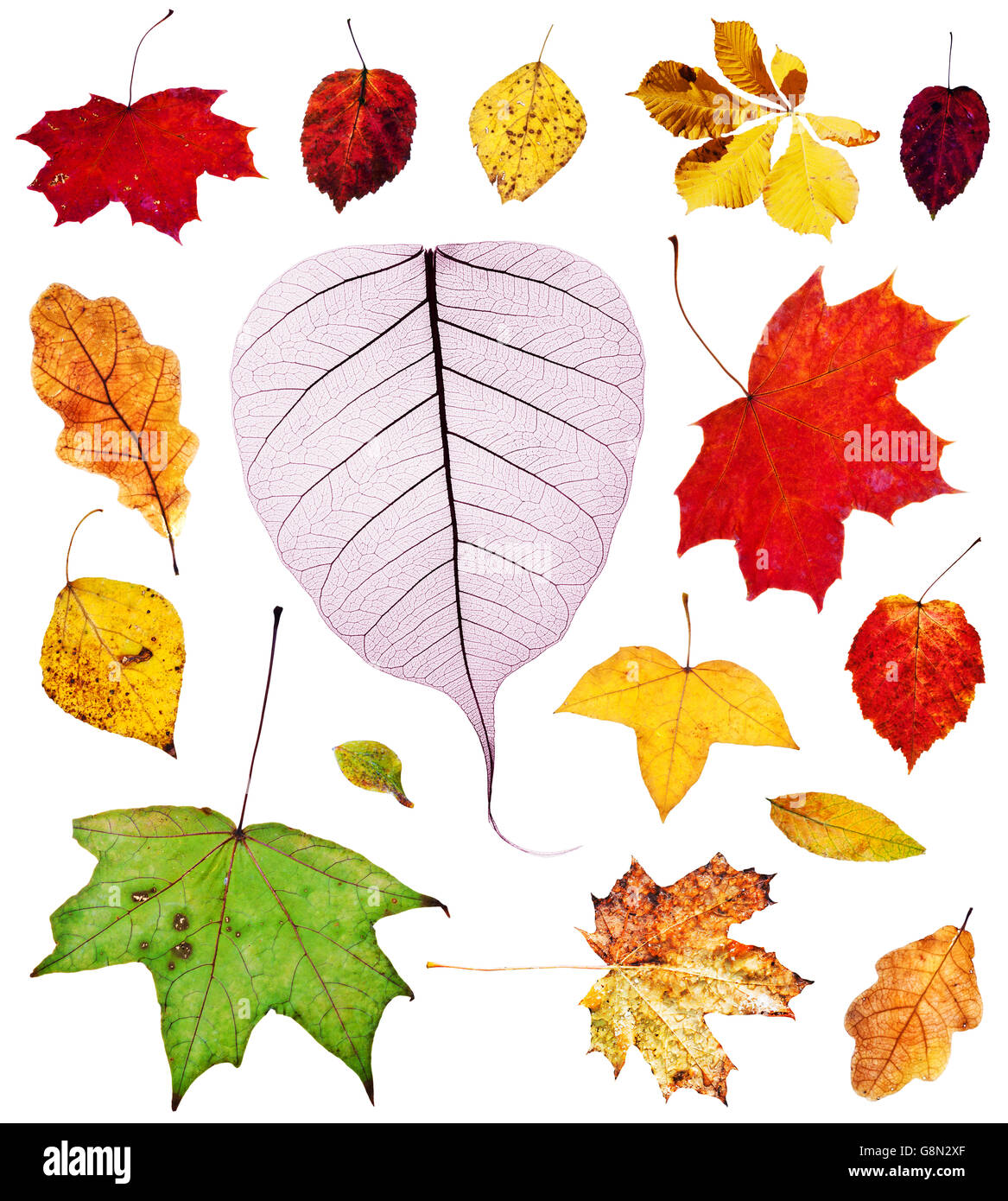 Reihe von bunten Herbstlaub isoliert auf weißem Hintergrund Stockfoto