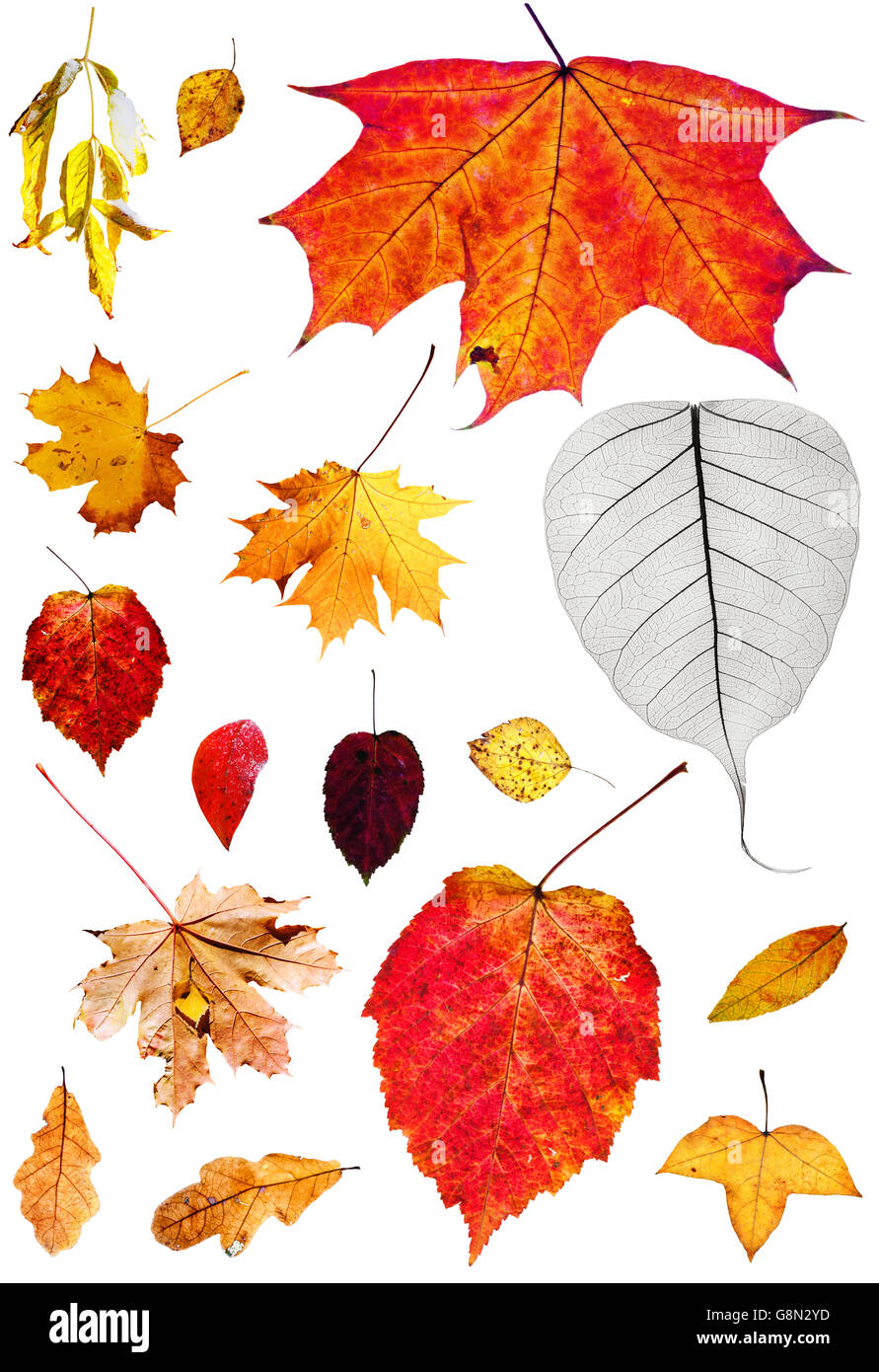Satz von Herbst Laub isoliert auf weißem Hintergrund Stockfoto