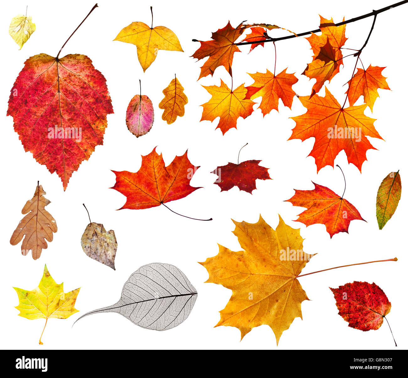 Reihe von verschiedenen Herbstlaub isoliert auf weißem Hintergrund Stockfoto