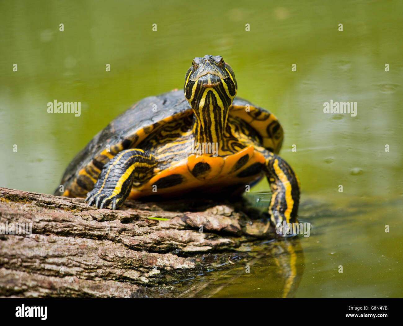 Rot-eared Slider (ist Scripta Elegans) Sonnenbaden, in Gefangenschaft, Thüringen, Deutschland Stockfoto