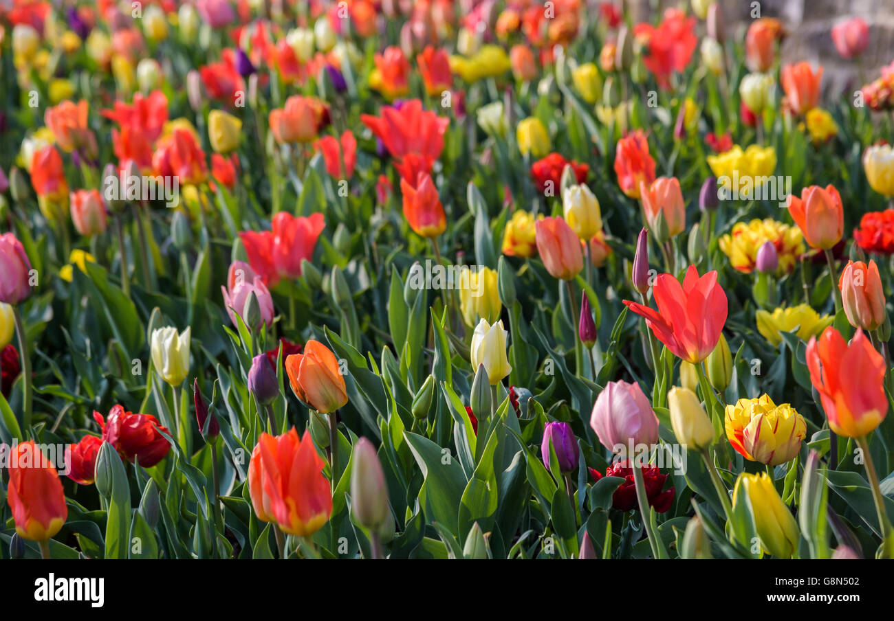 Bunte Tulpen (Tulipa) im Bett, Meersburg, Baden-Württemberg, Deutschland Stockfoto