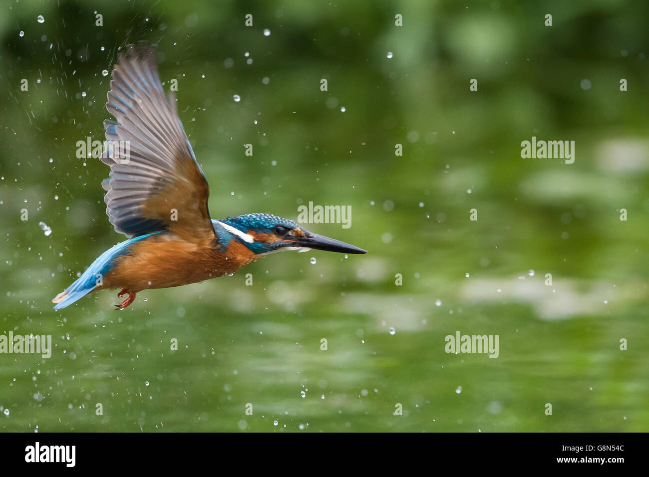 Fliegenden Eisvogel (Alcedo Atthis) fliegen, mit Wassertropfen, Hessen, Deutschland Stockfoto