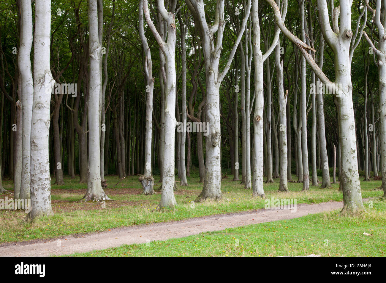 Weg durch den Gespensterwald, gespenstischen Wald, Nienhager Holz, Ostsee Resort Stadt von Nienhagen Stockfoto