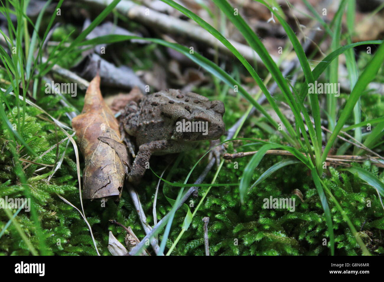 Amerikanische Kröte auf Moos in den Wäldern von Culloden, Georgia Stockfoto