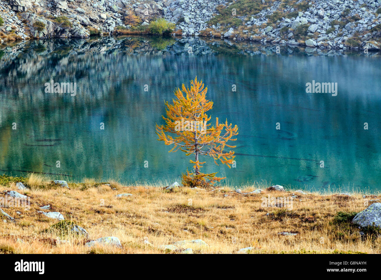 Herbstliche Landschaft am Lac Blanc natürlicher Park des Mont Avic Aosta Tal Graian Alpen Italien Europa Stockfoto
