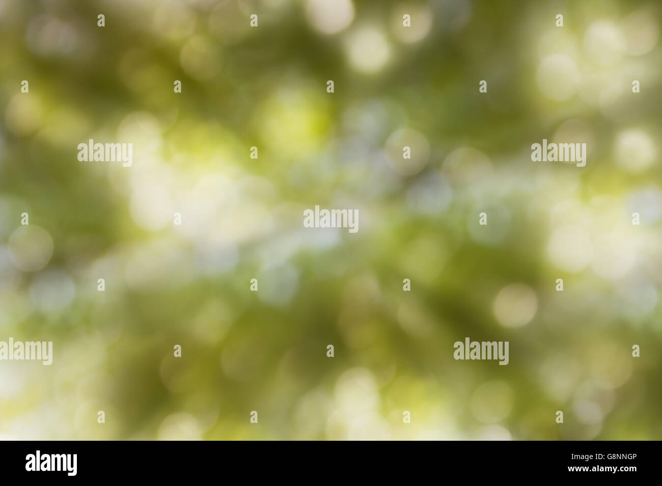 Verträumte sanften Schein romantische Stimmung Baum Busch Bokeh Hintergrund, abstrakt funkeln grün-weißen Treet Bokeh Hintergrund Stockfoto