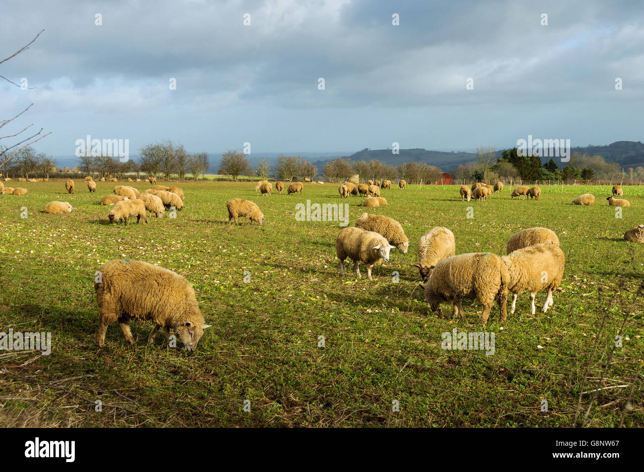 Schafe in einem Feld im Winter in den Cotswolds, England, UK Stockfoto