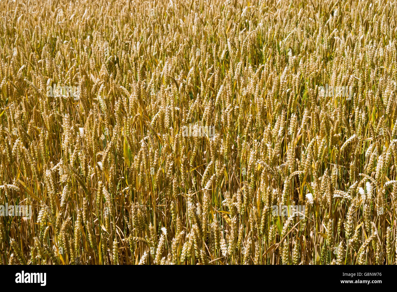 Weizenernte im August aus nächster Nähe. Vollformat-Texturhintergrund. Stockfoto