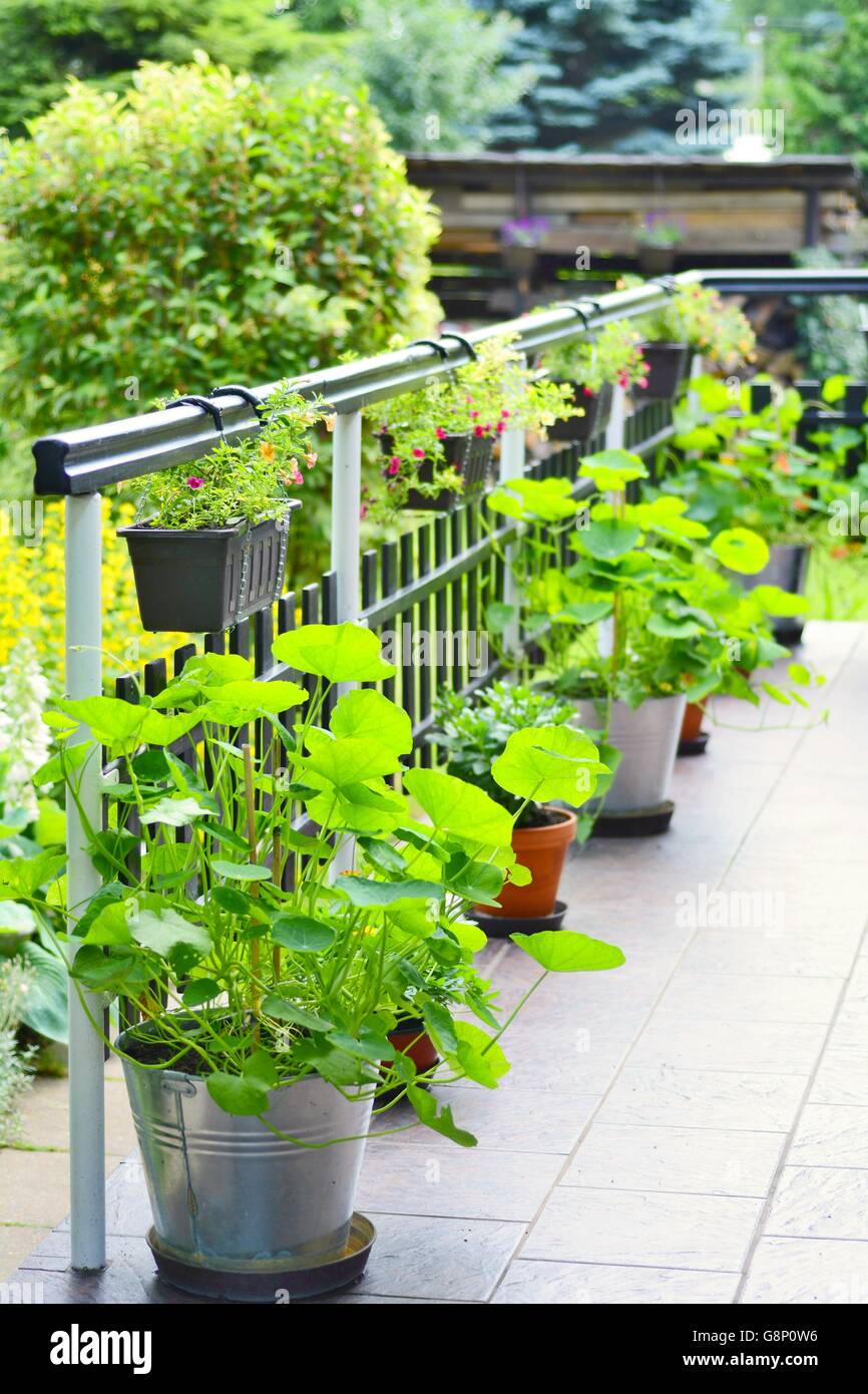Schone Dekorative Haus Terrasse Mit Grunen Blumen Und Pflanzen In Topfen Pflanzen Sind In Hangenden Topfen Und In Topfen Auf Die Gro Stockfotografie Alamy