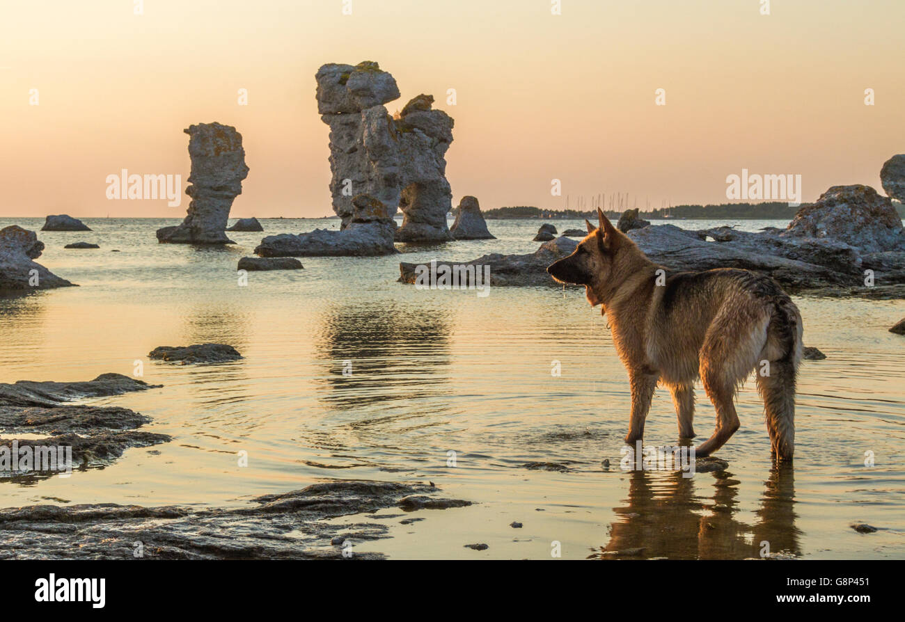 Deutscher Schäferhund stehend im Wasser im Sonnenuntergang auf Fårö am Rauk Formationen, Gotland, Schweden Stockfoto