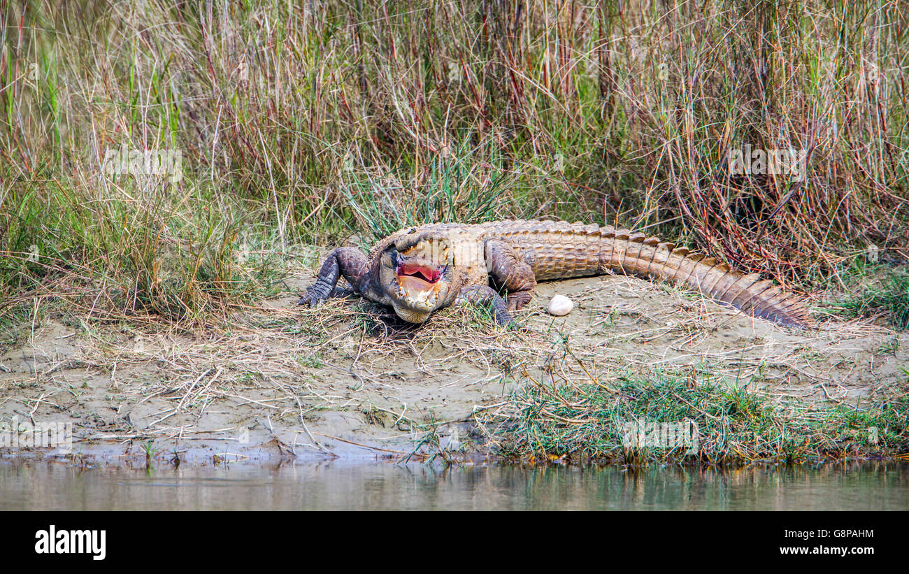 Mugger-Krokodil in Bardia Nationalpark, Nepal; Specie Crocodilus Palustris Familie Crocodylidae Stockfoto