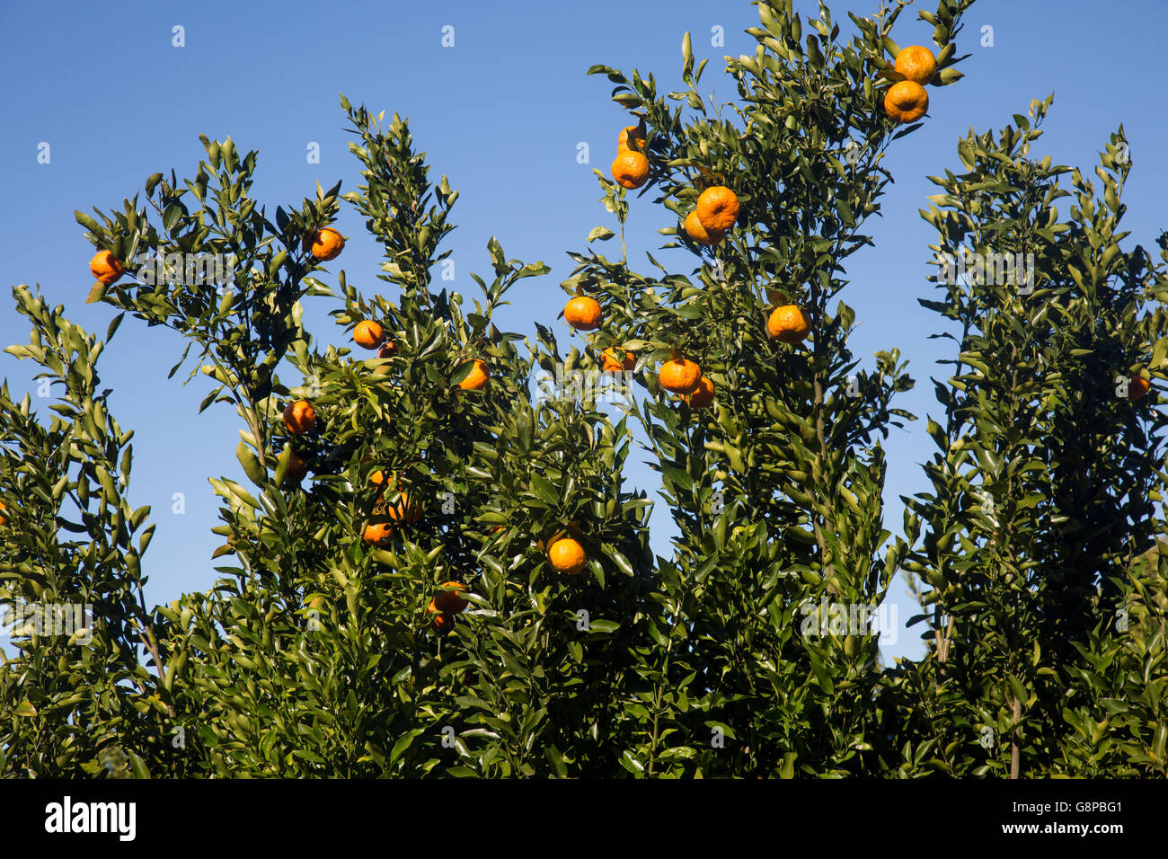 Mandarinen Satsumas wächst in der Region Hawkesbury Valley, new-South.Wales, Australien Stockfoto