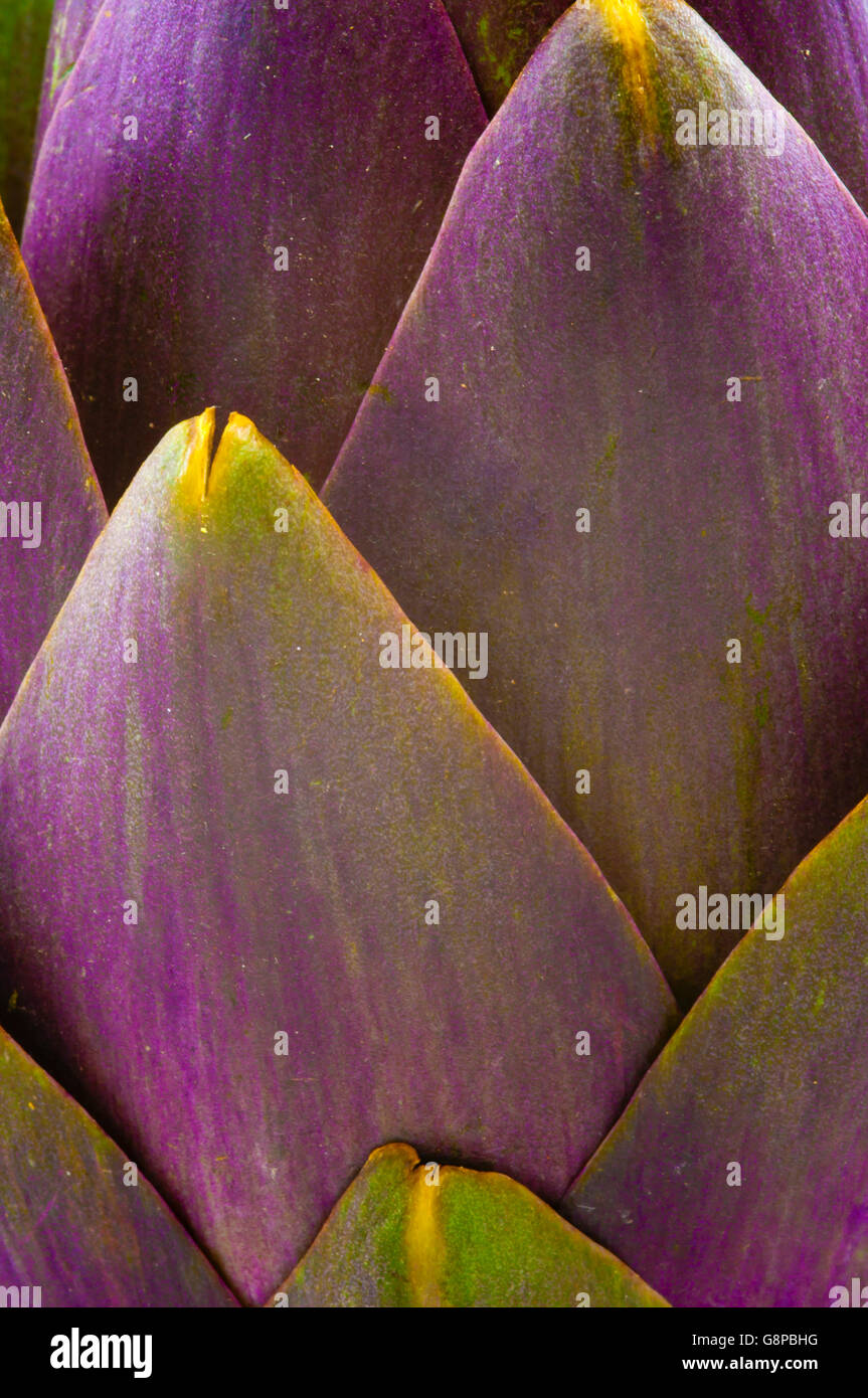 Ein Muster-Hintergrund von frischen Artischocken Blütenblätter Stockfoto