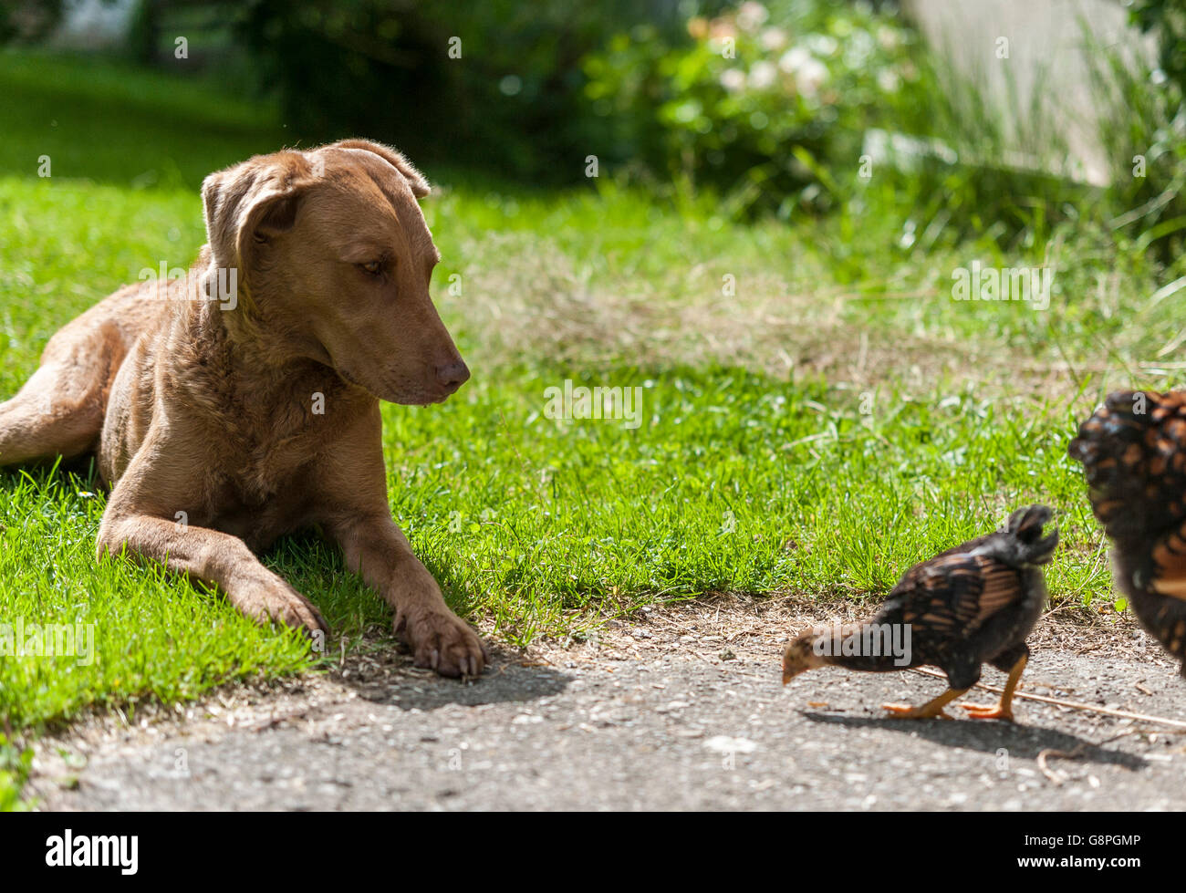 Jagdhund mit Wyandotte Küken Stockfoto