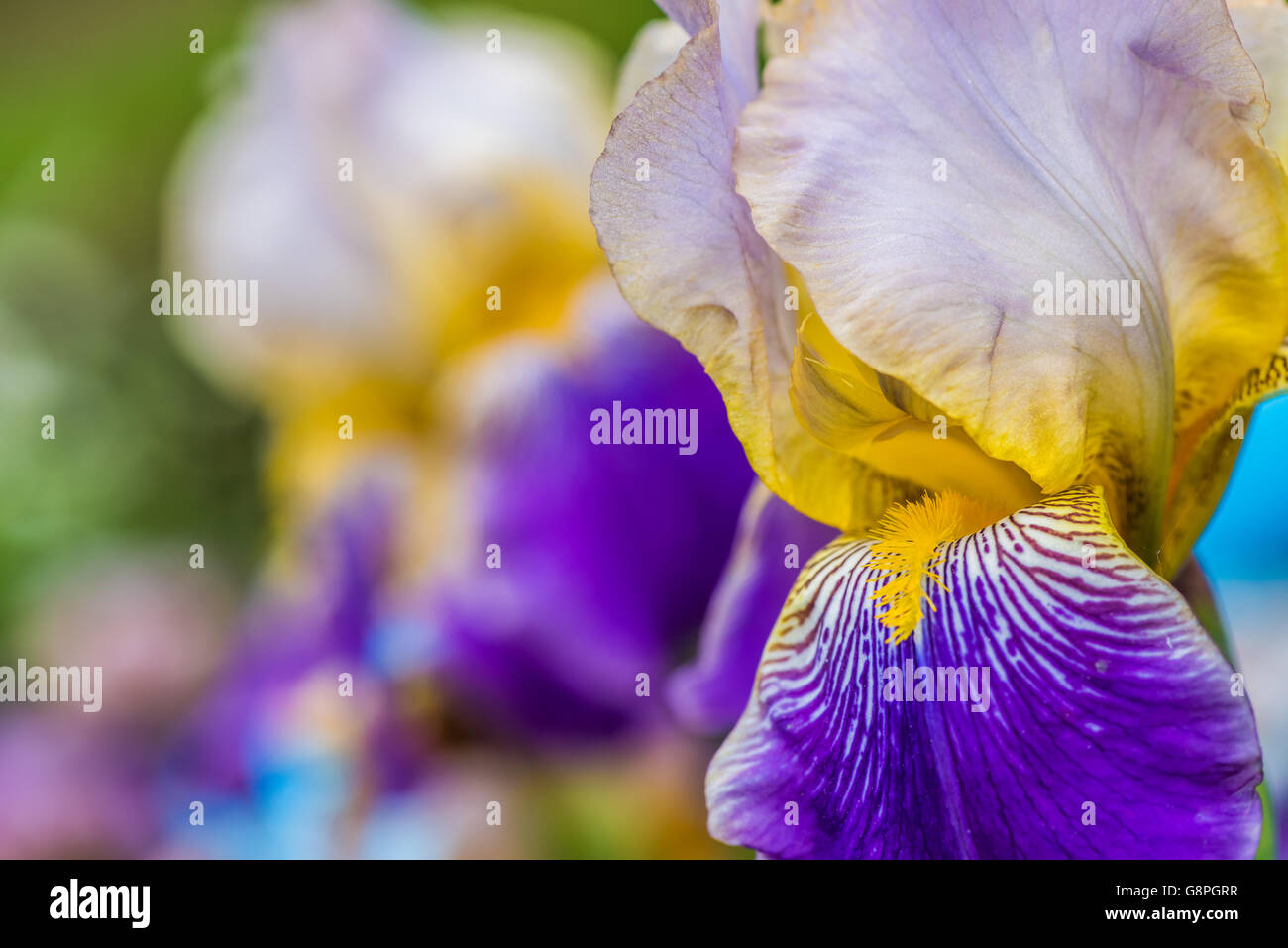 violette Iris Blume auf grünem Hintergrund Stockfoto