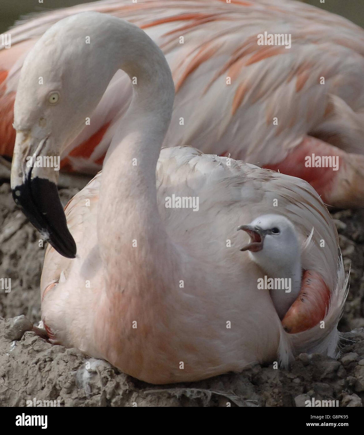 Der junge chilenische Flamingo fordert Nahrung im Wildfowl & Wetlands Trust Slimbridge, Gloucestershire.36 Baby-Flamingos passen sich ihrer neuen Umgebung an Mittwoch, 7. September 2005 .Presseverband Foto.Bildnachweis sollte Barry Batchelor lesen Stockfoto