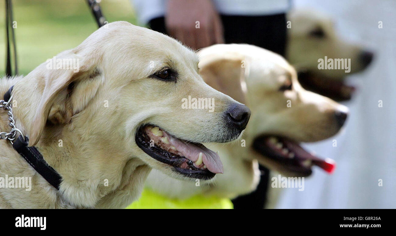 Tiere Blind 2 Stockfoto