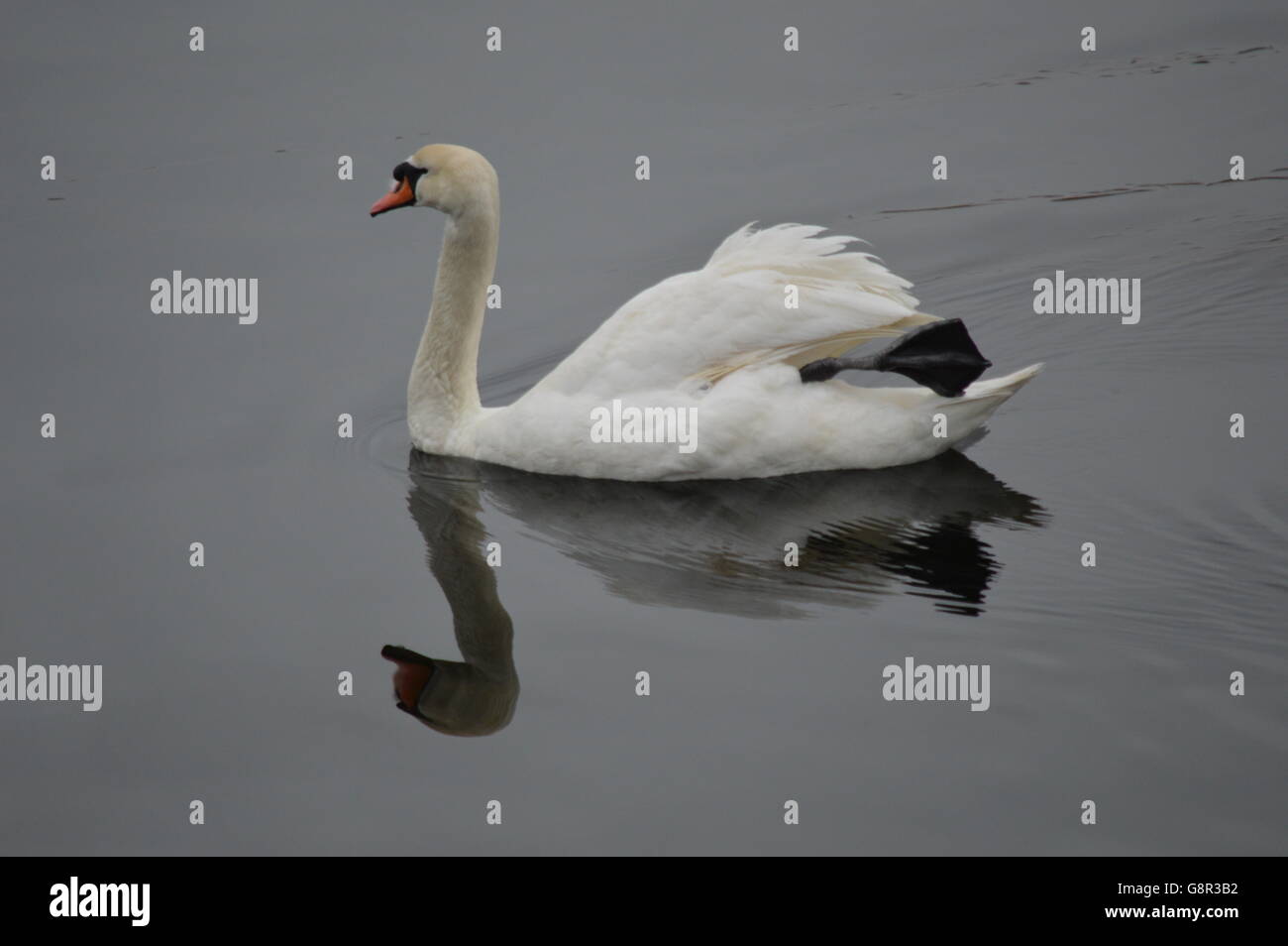 Swan und Schatten Norwegen Stockfoto