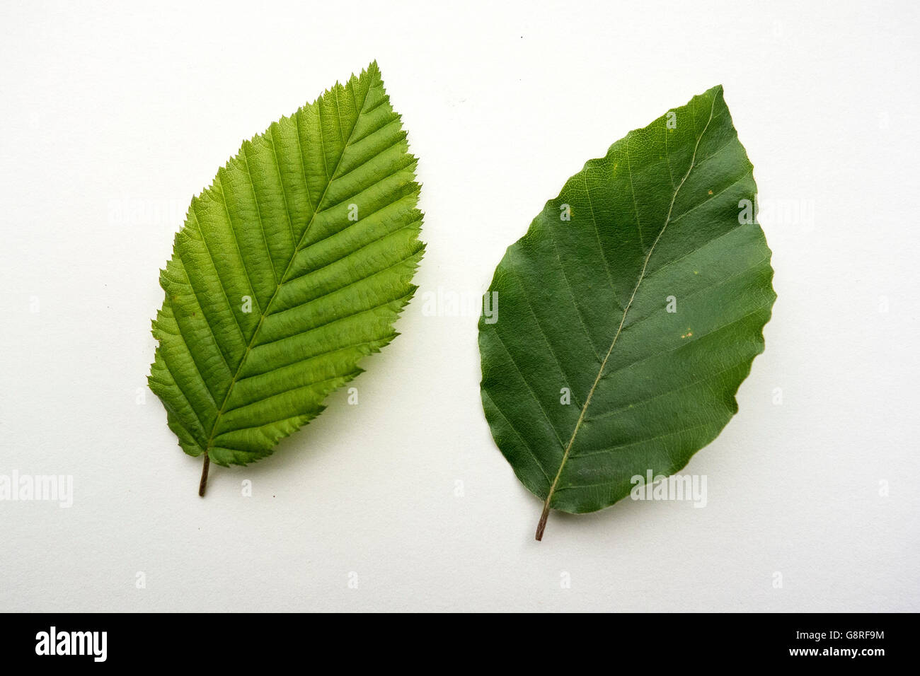 Belaubung Hainbuchen Buche Stockfoto, Bild 108696384 Alamy
