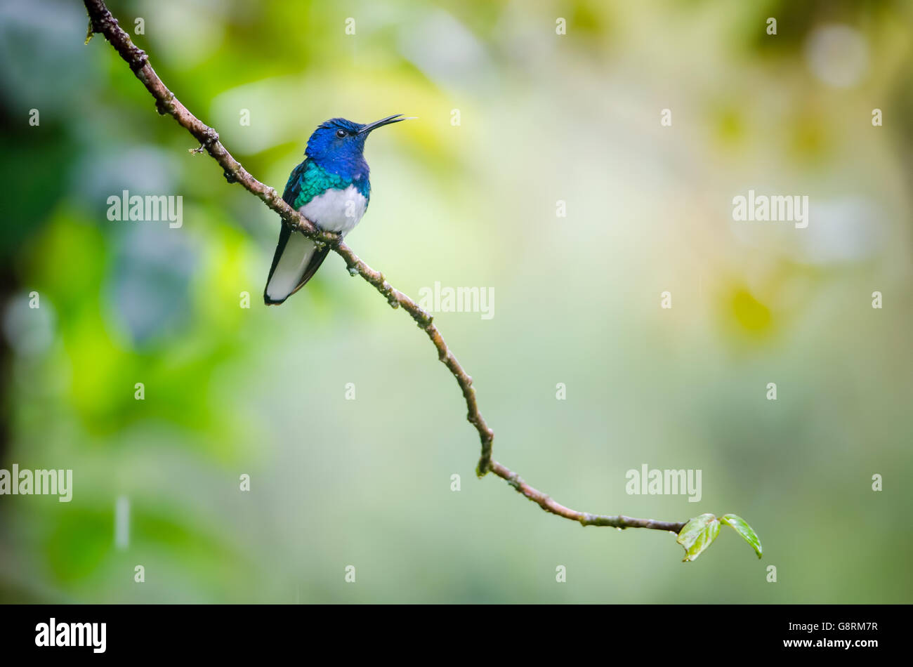 Weiß-necked Jakobiner (Florisuga Mellivora) - männliche, Rara Avis, Costa Rica Stockfoto