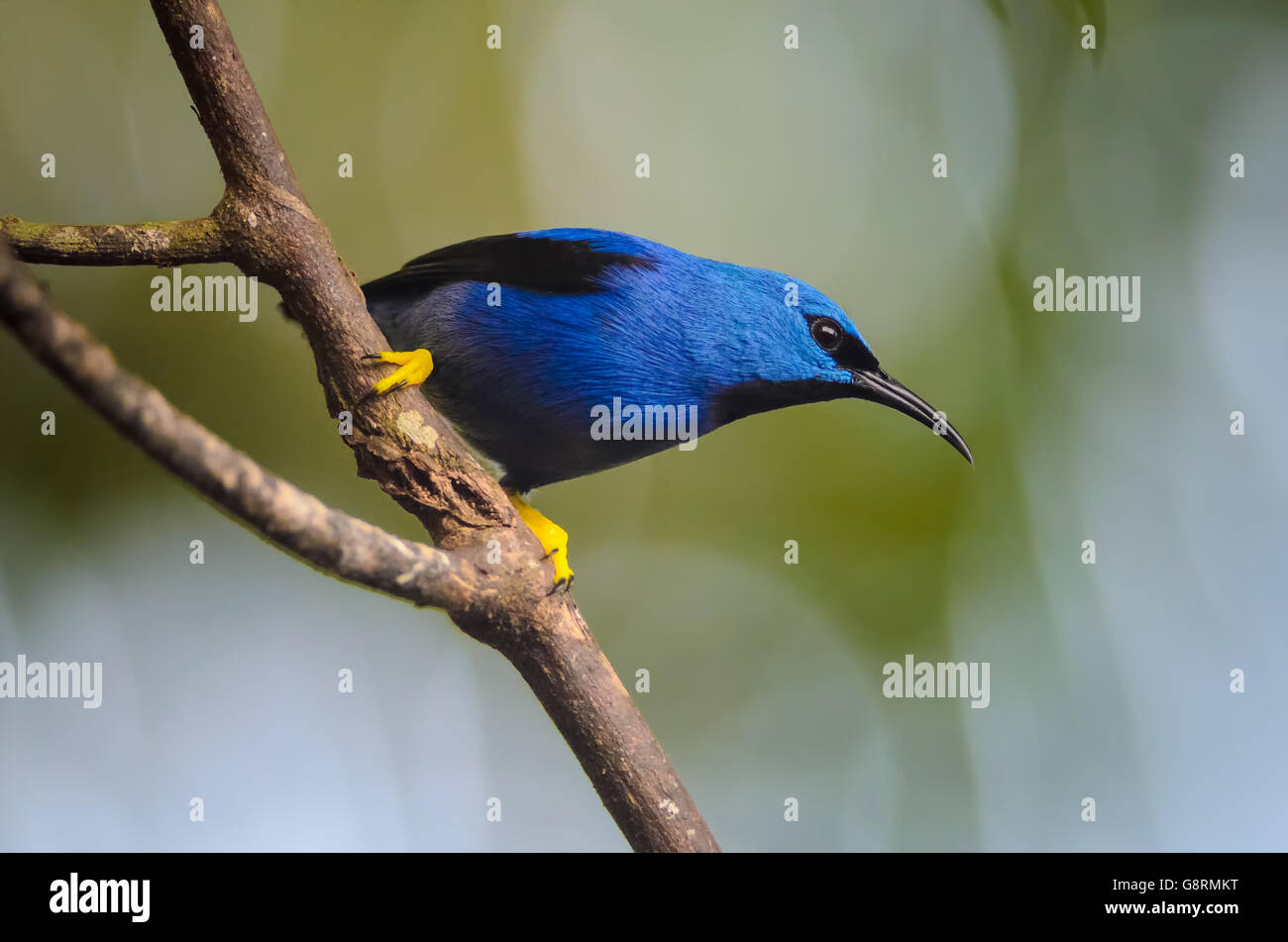 Glänzender Kleidervogel (Cyanerpes Lucidus), Puerto Viejo de Sarapiqui, Costa Rica Stockfoto