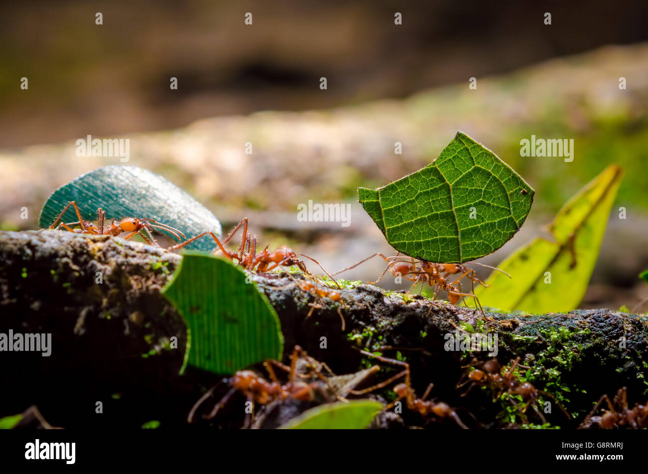 Blattschneiderameisen (Atta SP.), Sarapiqui, Costa Rica Stockfoto