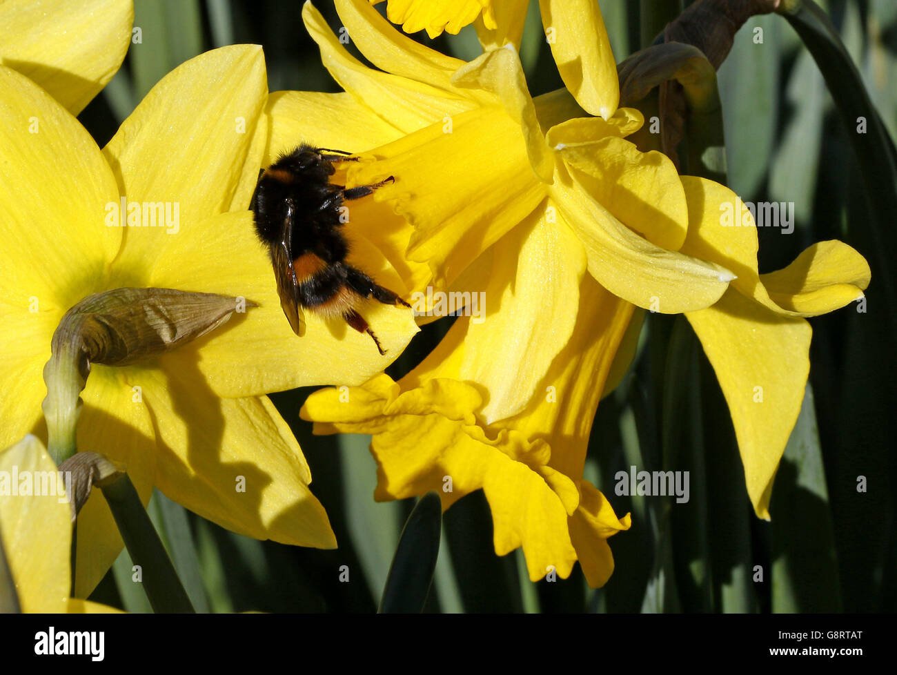 Eine Biene auf einer Blume bei sonnigem Wetter im Alnwick Castle in Northumberland. Stockfoto