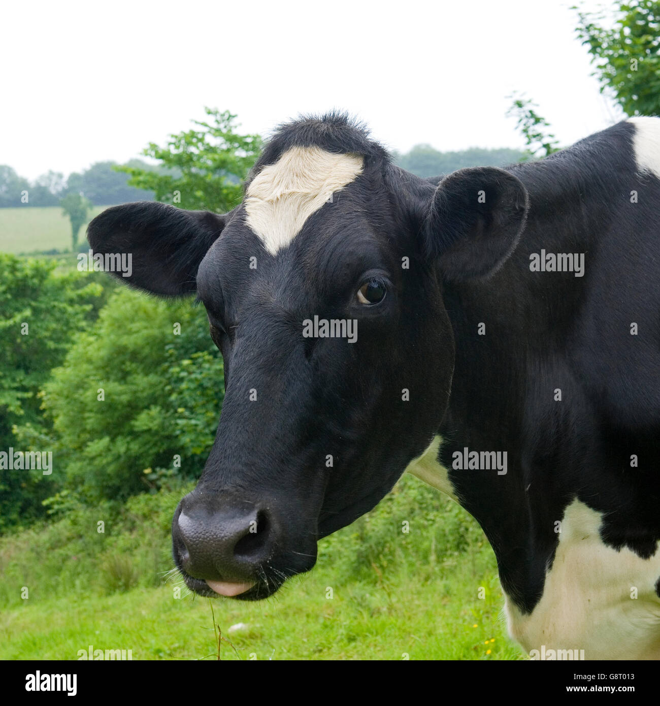 Holstein Kuh Stockfoto