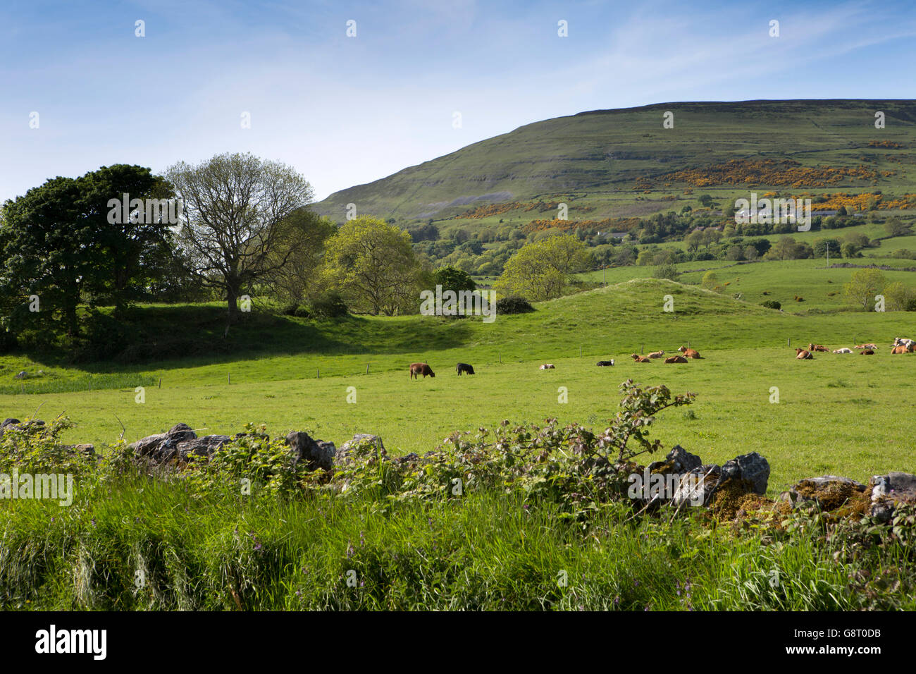 Irland, Co. Sligo, Strandhill, Rinder weiden am Fuße des Knocknarea Mountain Stockfoto