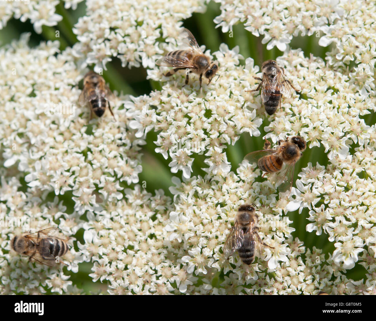 Ein Bienen ist eine Schnittfuge eine Blume Stockfoto