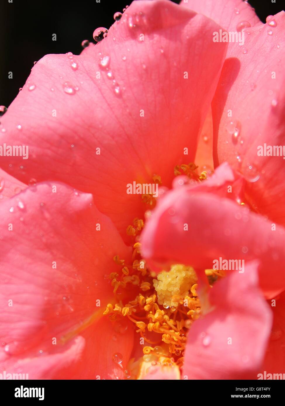 Rosa Rose mit Regentropfen Stockfoto