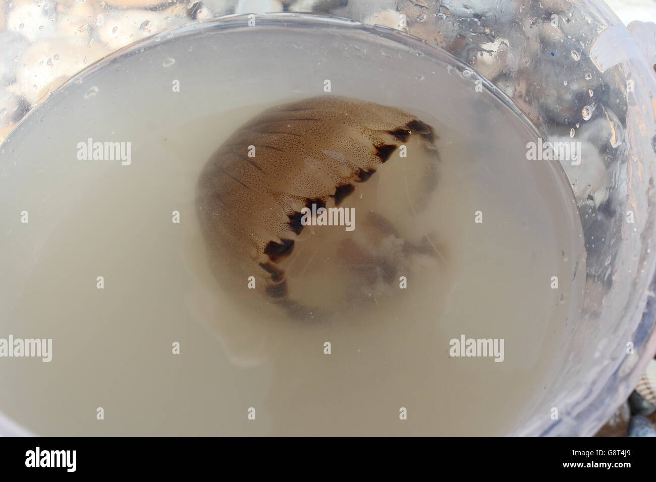 Quallen in einem Eimer Stockfoto