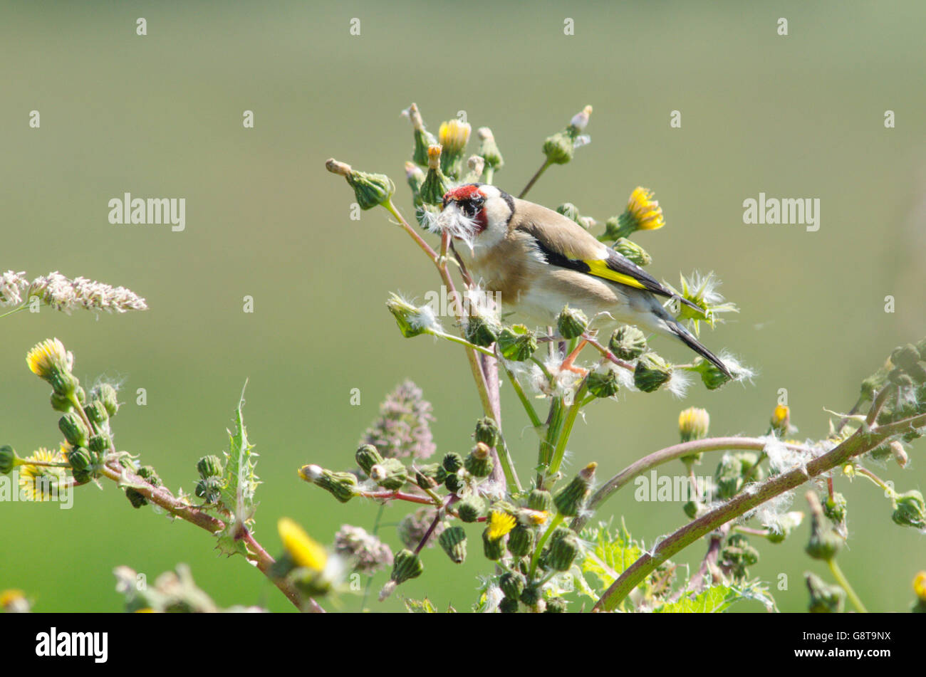 Stieglitz [Zuchtjahr Zuchtjahr] von Mariendistel Samen ernähren. Norfolk, Großbritannien. Juni Stockfoto