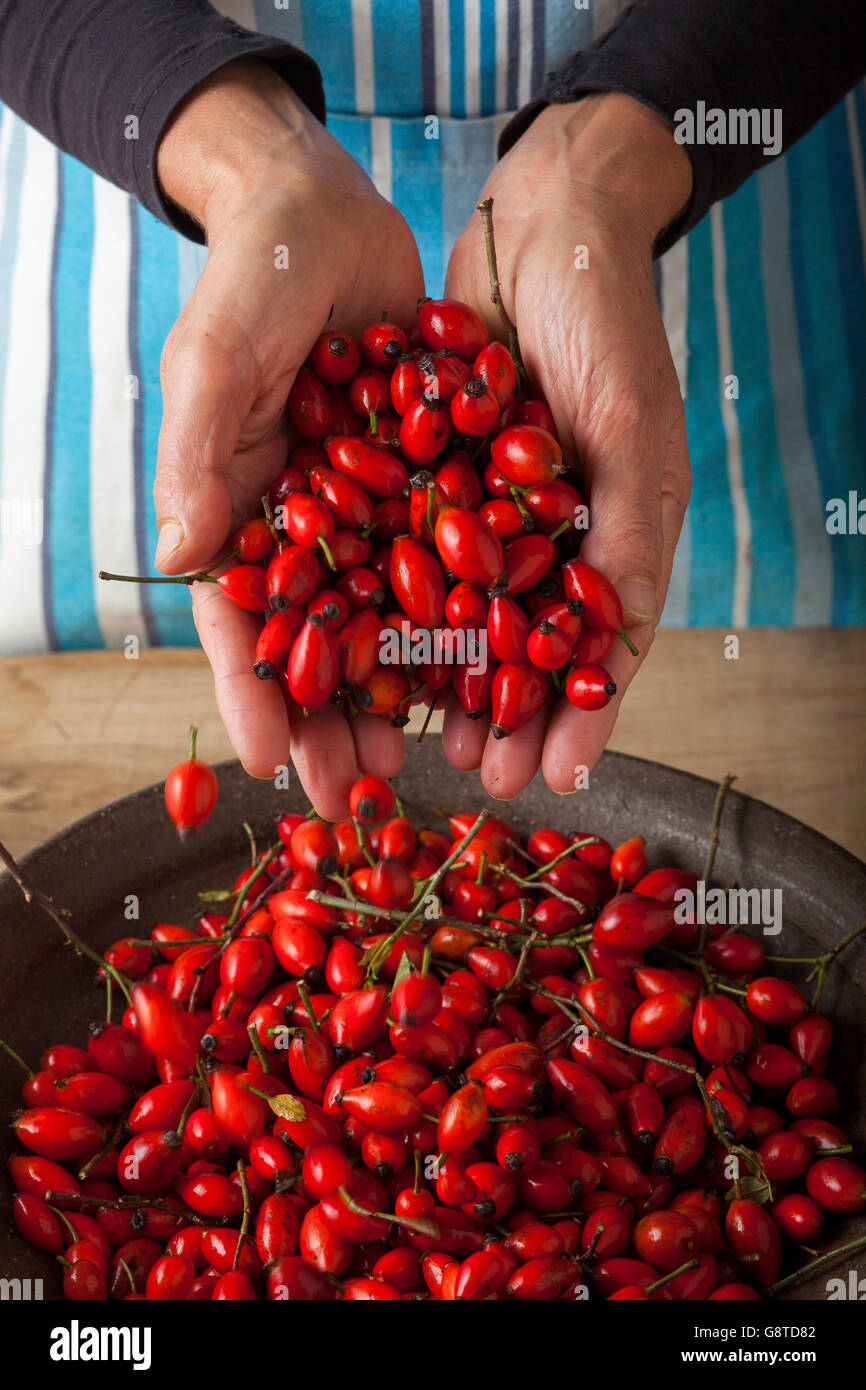 Frau mit Hand voller Hagebutten-Früchte Stockfoto