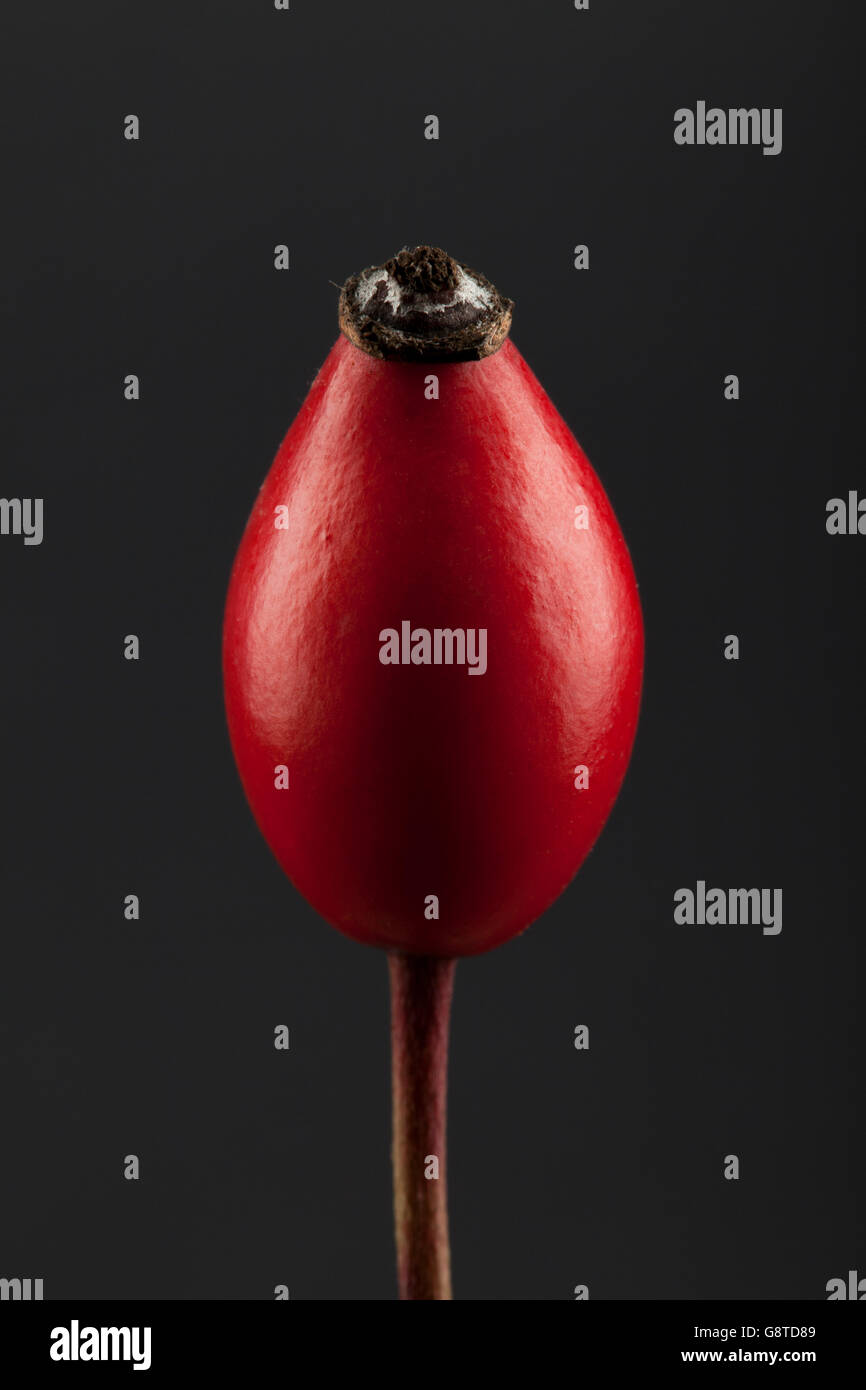 Nahaufnahme des einzigen Heckenrose Frucht Stockfoto