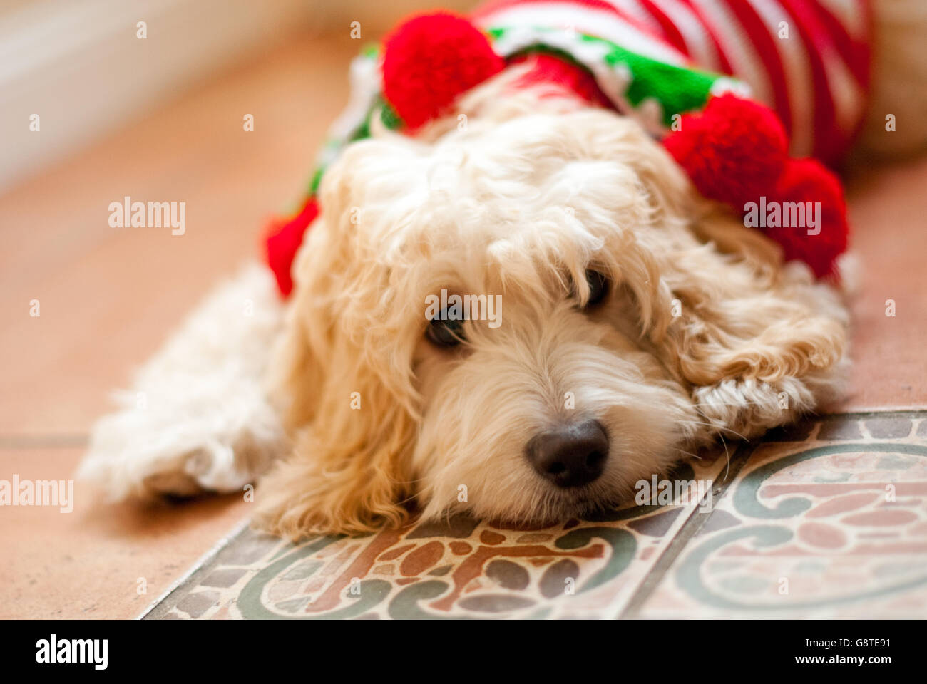 Hund-Porträt - Cockapoo mit Weihnachts-outfit Stockfoto