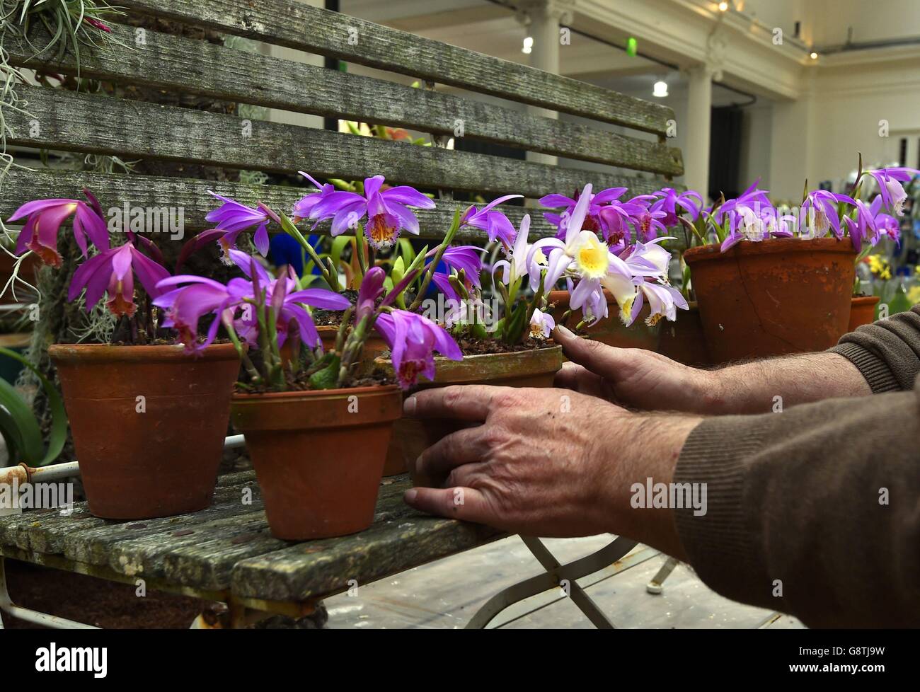 Ein Aussteller arrangiert Blumen im Vorfeld der RHS London Spring Plant Extravaganza, die die RHS Orchid Show in den RHS Horticultural Halls in London präsentiert. Stockfoto