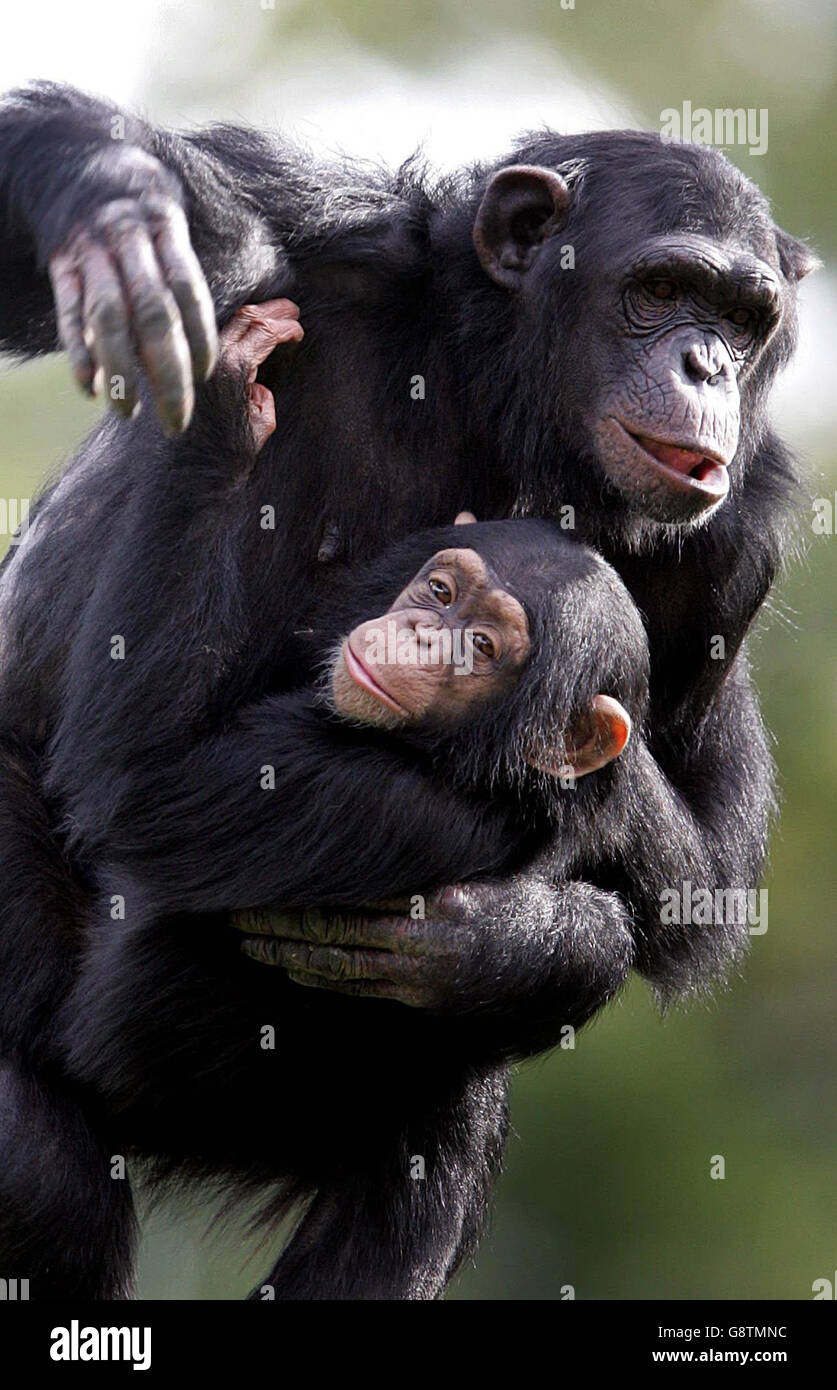 Lucy, die Schimpansenbaby, klammert sich an Mutter Mandy im Zoo von Dublin, Mittwoch, 21. September 2005. Das Paar wurde heute zum ersten Mal seit 16 Monaten wieder vereint. DRÜCKEN SIE VERBANDSFOTO. Das Foto sollte lauten: Cathal McNaughton/PA. Stockfoto