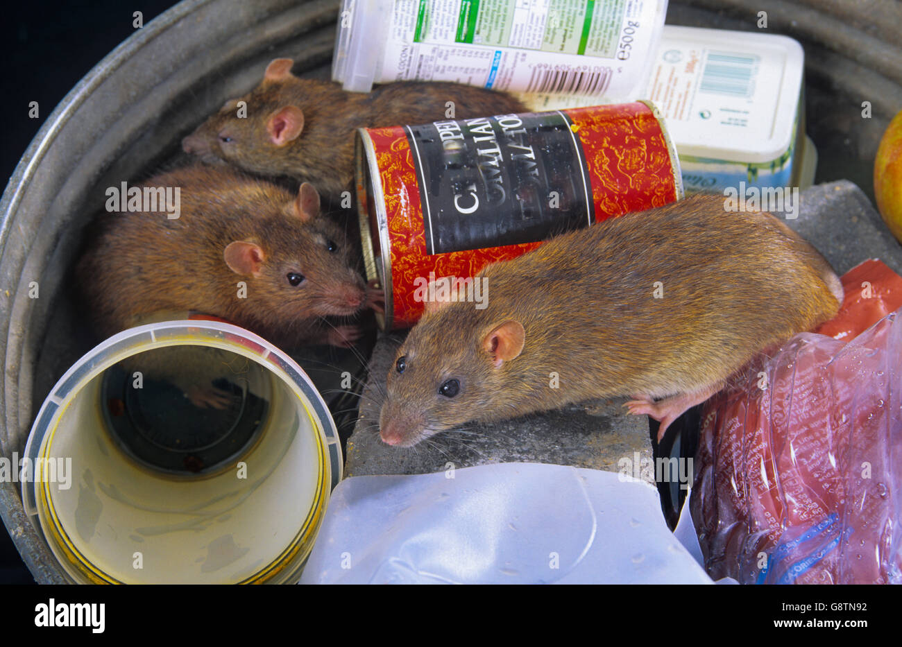 Braune Ratten Rattus norvegicus unter Ausnutzung der verworfenen Essen in der Nähe von Essen, um den Weg in die städtische Umwelt Stockfoto