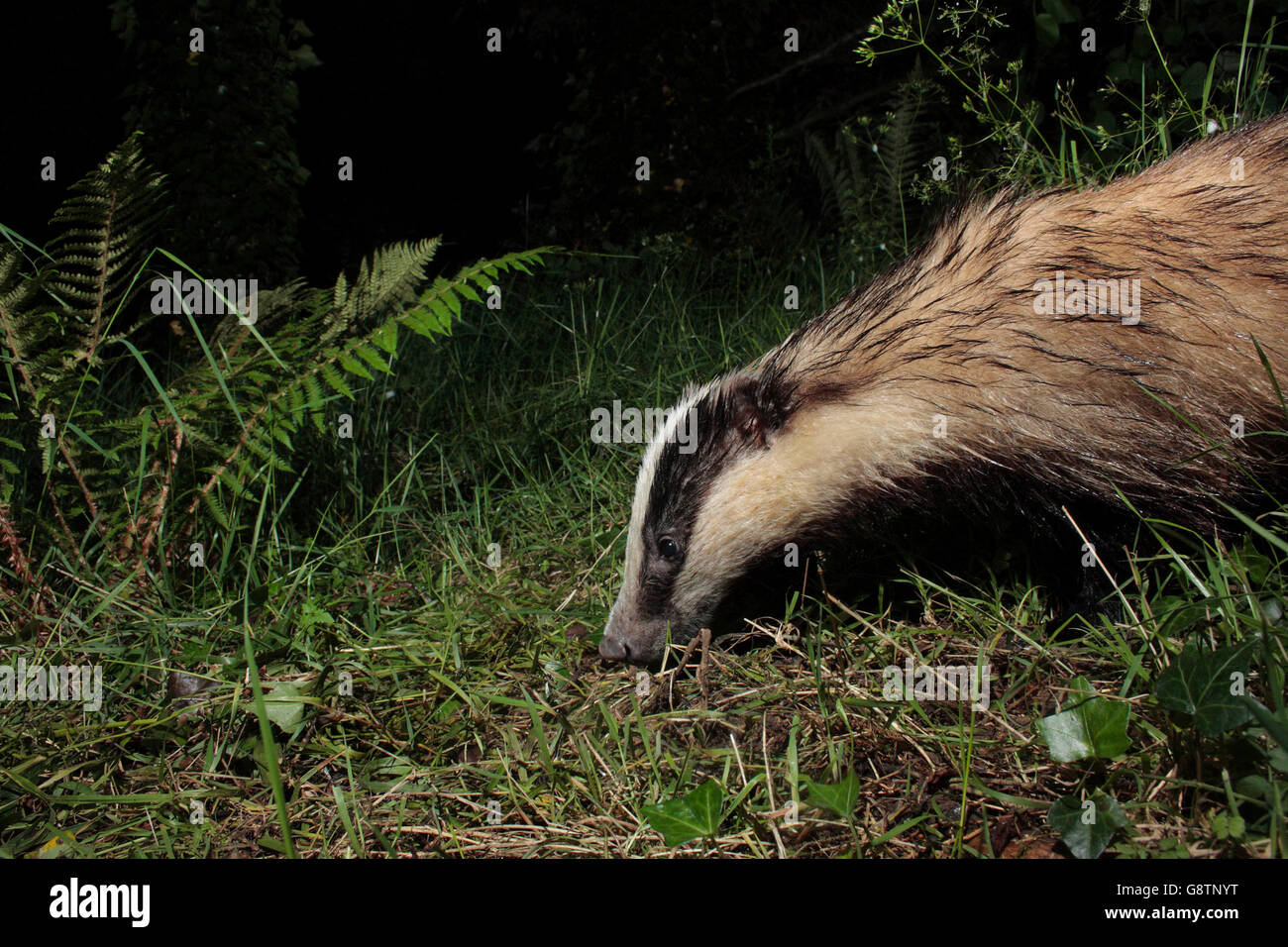 Dachs Stockfoto