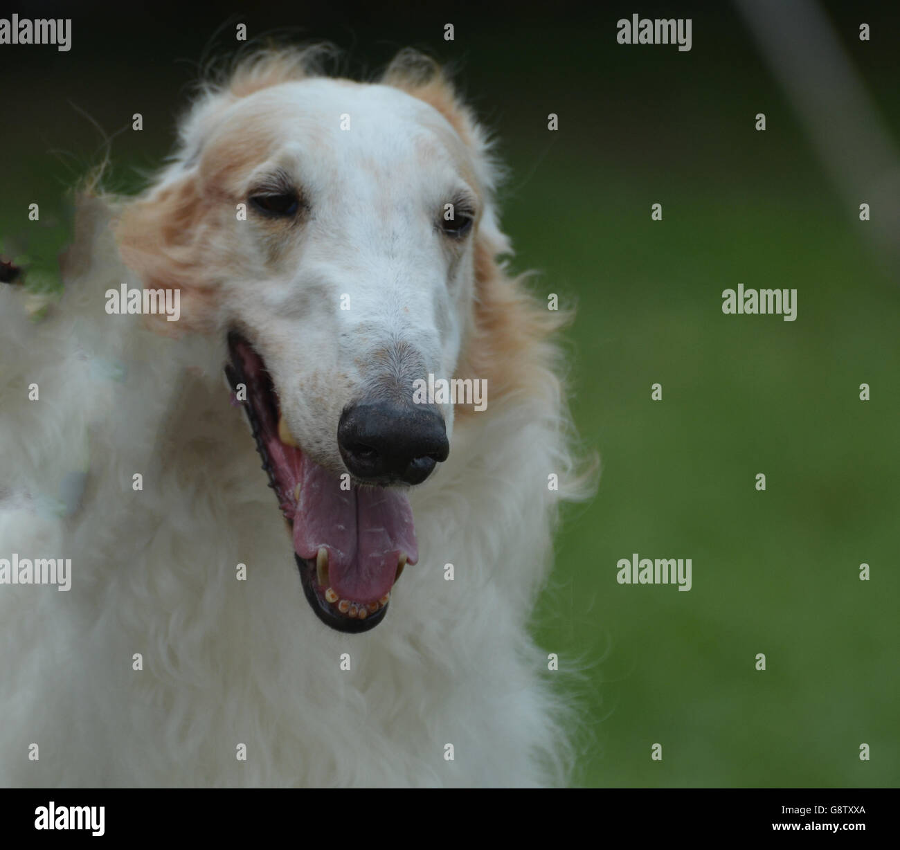 Flauschige Afghanischer Windhund mit offenem Mund. Stockfoto