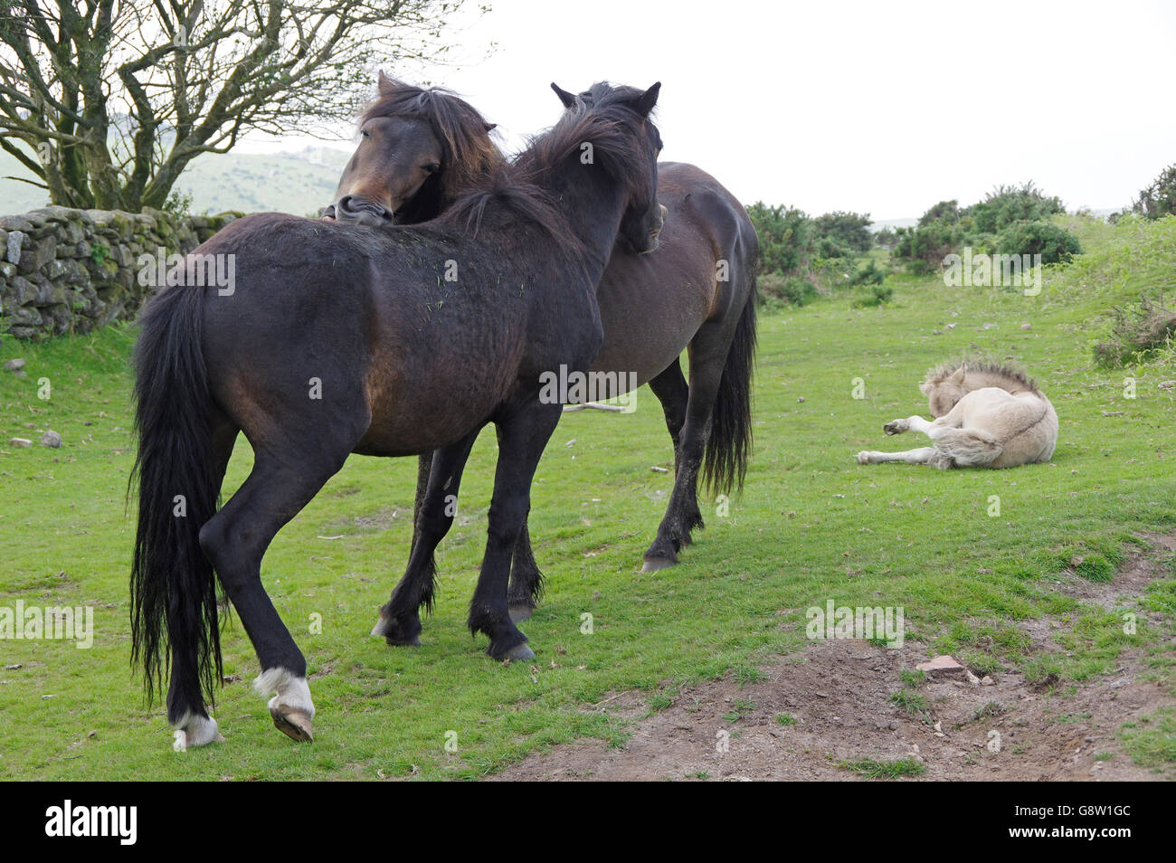 Dartmoor Ponys Reinigung. Stockfoto