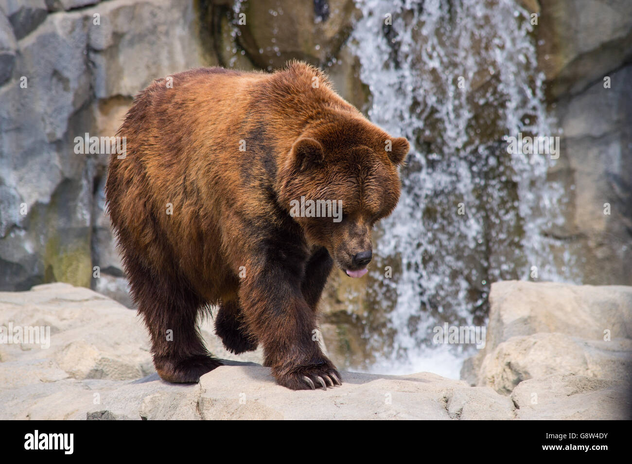Grizzly Bär (Ursus Arctos) Walkning Wasserfall Stockfoto